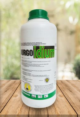 oidium