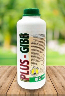plus-gibb